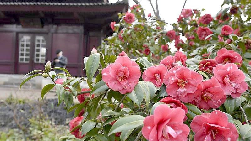 Die Blüten einer japanischen Kamelie im japanischen Garten in Leverkusen. Foto: Roberto Pfeil/dpa