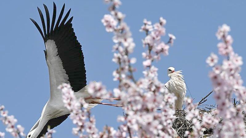 Hinter einem blühenden Mandelbaum im hessischen Bensheim startet ein Storch aus seinem Nest. Foto: Arne Dedert/dpa