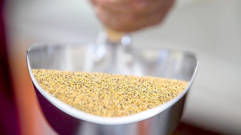 In Deutschland könnte Senf wegen Engpässen beim Saatgut deutlich teurer werden - knapp wird die gelbe Würzpaste aus Sicht von Herstellern aber wohl nicht. Foto: Jens Büttner/dpa-Zentralbild/dpa