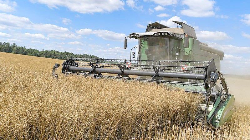Laut EU-Kommission liefern Ukraine und Russland zusammen rund 34 Prozent des Weizens für die Weltmärkte. (Symbolbild). Foto: Patrick Pleul/dpa-Zentralbild/dpa