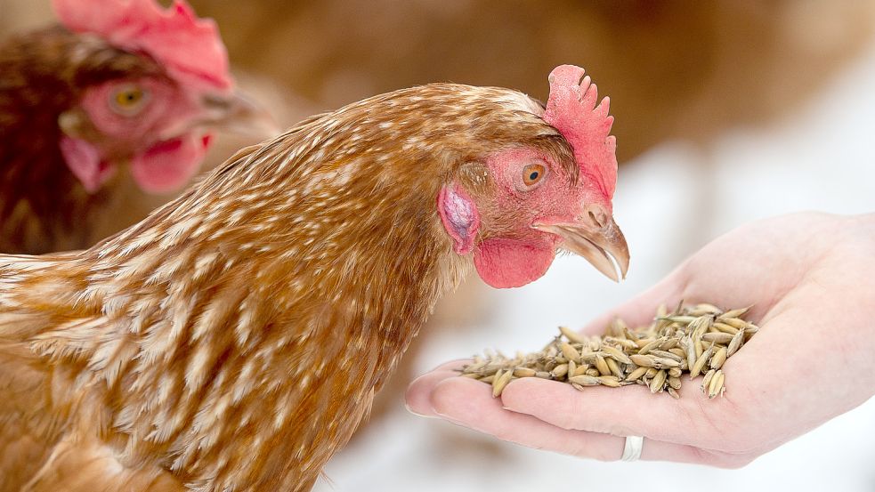 Bio-Hühner dürfen nur Bio-Futter bekommen. Doch weil das in Folge des Ukraine-Krieges knapp wird, fordern Geflügelhalter jetzt eine Ausnahme. Foto: dpa