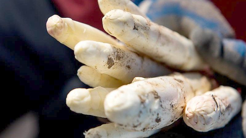 Die Spargelbetriebe in Deutschland können bald mit der Ernte beginnen. Foto: Daniel Bockwoldt/dpa