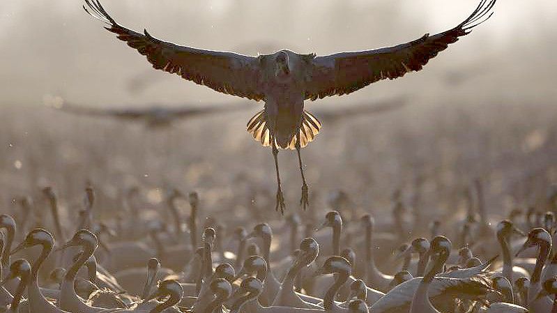 Ziehende Kraniche verweilen in einem Naturschutzgebiet nördlich des Sees Genezareth im Norden Israels. Foto: Oded Balilty/AP/dpa