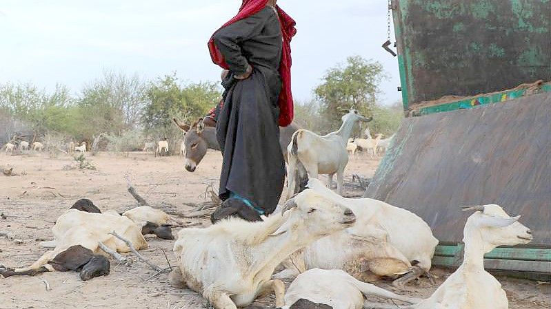 Ein Foto der Hilfsorganisation CARE International zeigt eine Frau, die in Somalia mit ihrem verbliebenen Viehbestand in einem Lager für Binnenflüchtlinge ankommt. Foto: Saddam Mohammed/CARE International/dpa