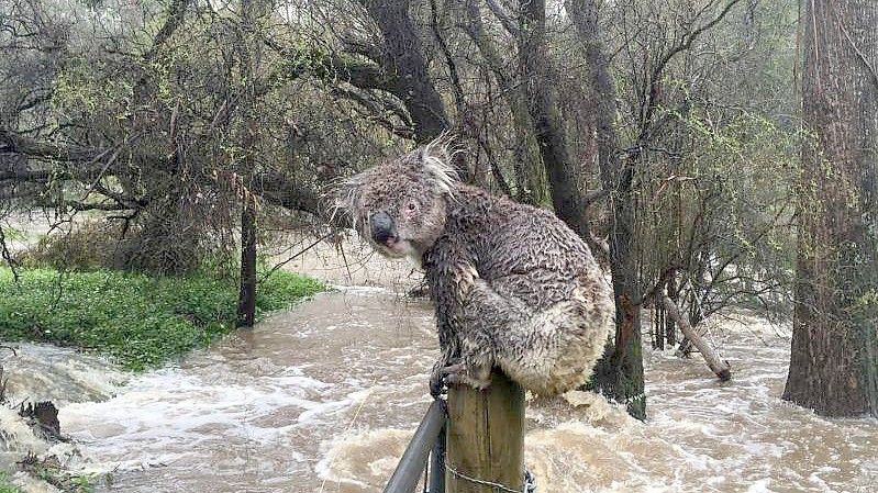 Ein nasser Koala auf einem Zaunpfahl in einem überfluteten Gebiet in Australien. Foto: Aussie Ark/dpa