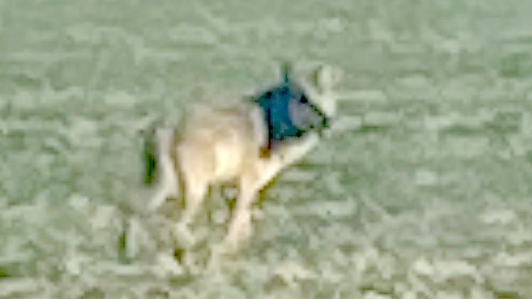 In Wirdum wurde ein Wolf am 7. März fotografiert. Foto: privat