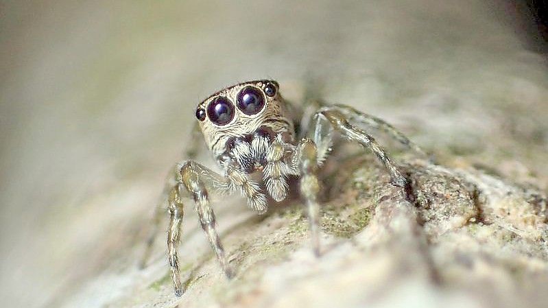 Die südamerikanischen Spinne Guriurius minuano. Foto: Damián Hagopián/dpa