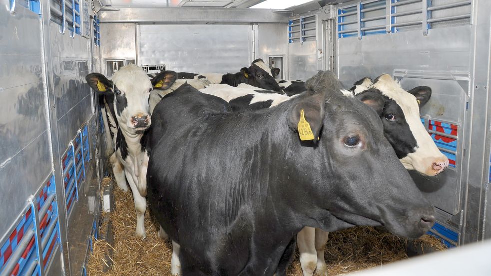 Der VOSt informierte Anfang April über die Bedingungen auf den Rindertransporten. Dabei wurde einer der Lastwagen praktisch vorgeführt, unter anderem, was die Höhe und Größe der Kabine angeht. Foto: Kim Hüsing