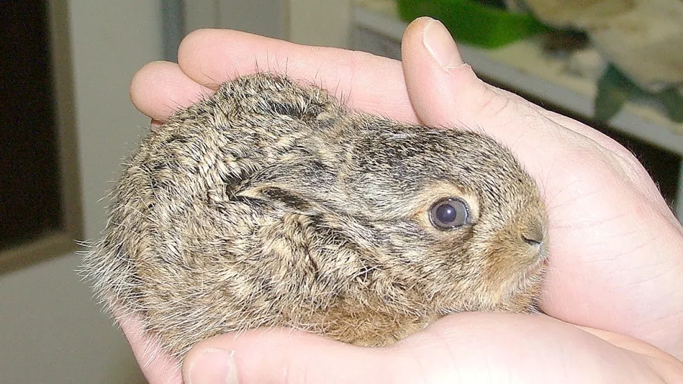 Ein Mann hält einen jungen Feldhasen in seinen Händen. Die Tiere benötigen nur in Ausnahmefällen menschliche Hilfe. Foto: Bärbel Rogoschik