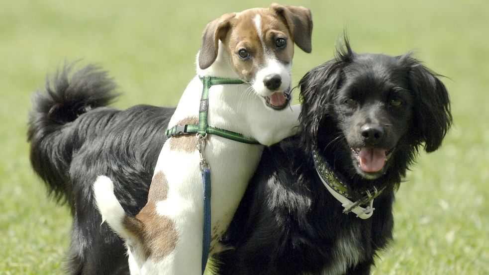 Seit 2013 müssen Hundehalter einen Sachkundenachweis erbringen. Das nutzte ein Marienhafer aus. Foto: Maurizio Gambarini/DPA
