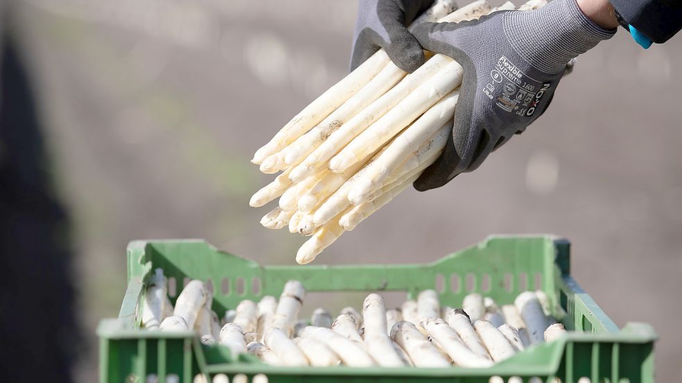 Jedes Jahr wieder ein beliebtes Gemüse: Der Spargel, der ungefähr von Mitte April bis Mitte Juni geerntet wird. Foto: Friso Gentsch/dpa