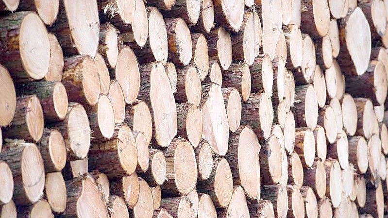 Im Jahr 2021 wurde in Deutschland nach Angaben des Statistischen Bundesamtes so viel Holz eingeschlagen, wie noch nie seit Beginn der Statistik. Foto: Stefan Sauer/zb/dpa