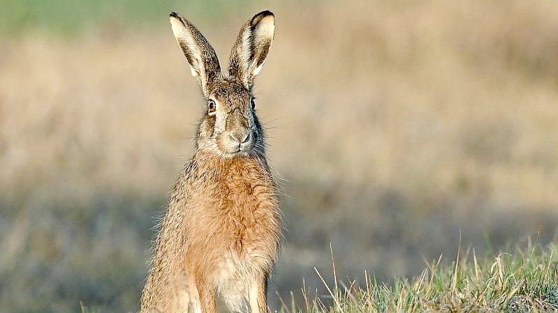 Im Laufe der Zeit entstand die Figur des eierbringende Osterhasen. Foto: Patrick Pleul/dpa-Zentralbild/dpa