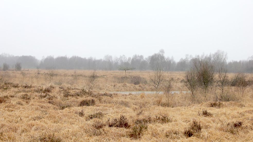 Mehrere Moorbereiche rund um Aurich sind bereits in der Wiedervernässung, so wie das Osteregelser Moor. Foto: Karin Böhmer