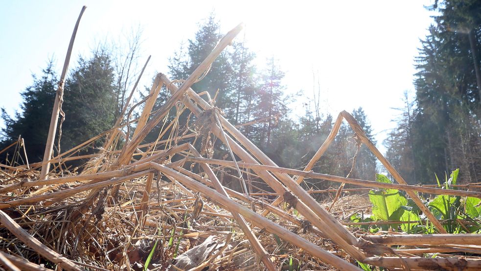 Bei trockenen Gräsern, Halmen und Blättern können sich Brände rasch ausbreiten. Foto: DPA