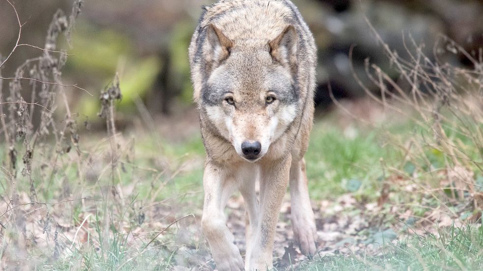 In Ostfriesland gibt es mehrere bestätigte Hinweise auf Wölfe. In Schirum wurde ein Tier gefilmt. Foto: DPA