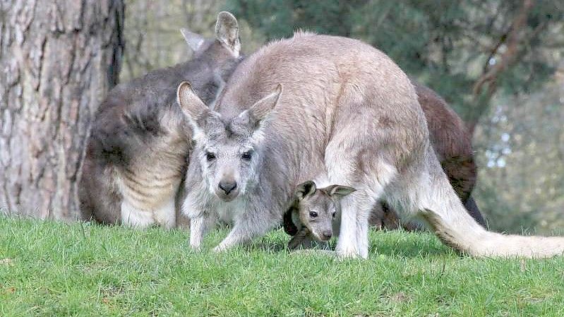 Ein kleines Känguru-Junges blickt aus dem Beutel seiner Mutter in die Welt. Foto: I. Sickmann/Zoo Duisburg/dpa