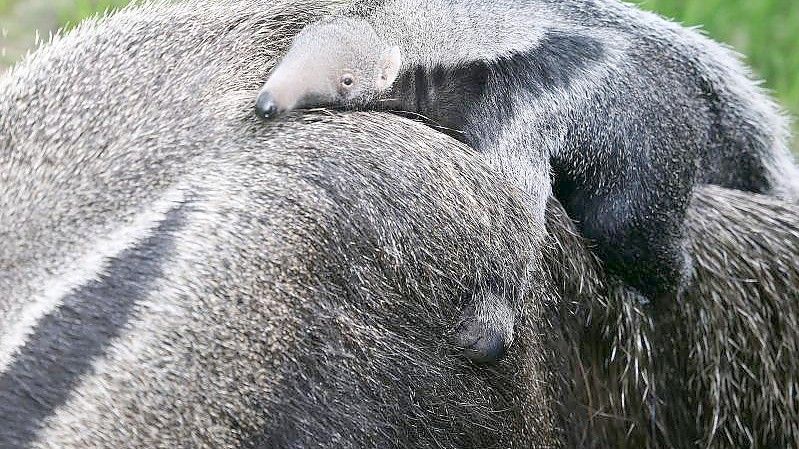 Das Jungtier sitzt auf dem Rücken seiner Mutter Ibera. Foto: Oliver Berg/dpa