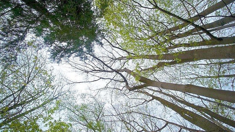 Deutschlands Wäldern geht es schlecht - nun sollen sie „umgebaut“ werden. Foto: Carsten Hoefer/dpa