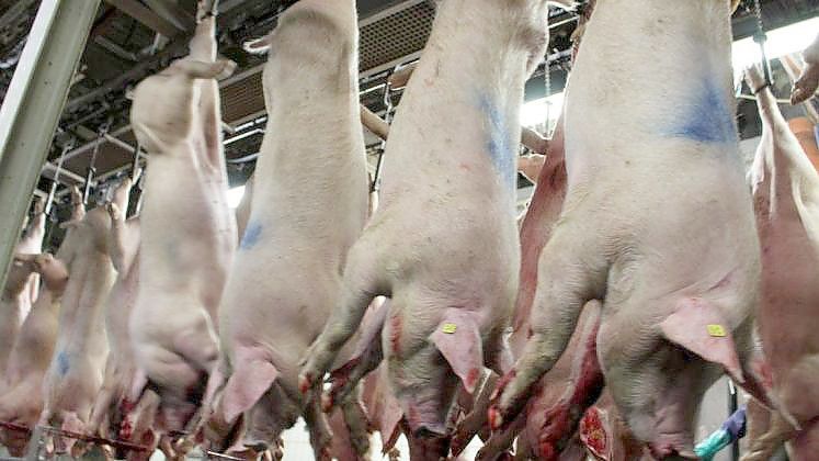 In Sögel befindet sich der größte Schweineschlachthof Norddeutschlands. Foto: Christian Belling