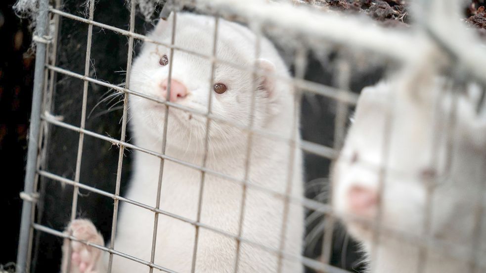 Nerze stehen ihren Käfigen in einem Bauernhof. In Dänemark sind mittlerweile alle Pelztiere auf mit dem Coronavirus befallenen Nerzfarmen getötet worden. Foto: Mads Claus Rasmussen