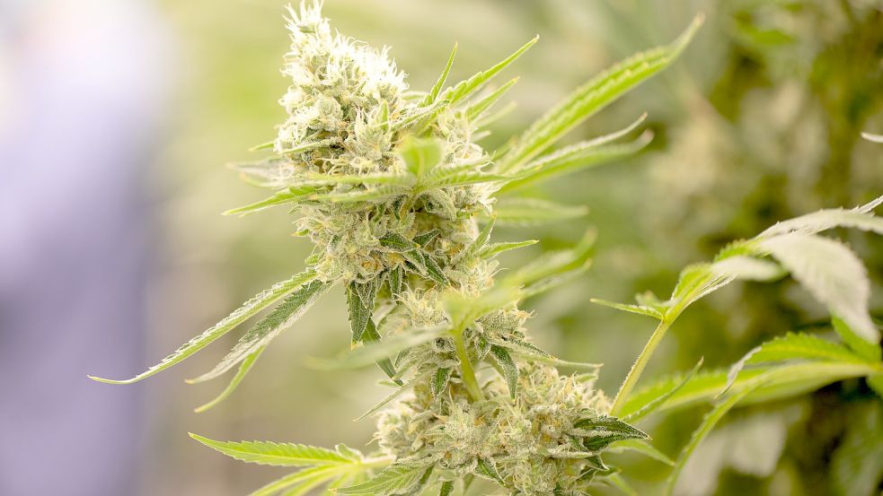 Cannabispflanzen wachsen in einem Blüteraum eines Pharmaunternehmens. Auch immer mehr Kiffer wenden sich an die Auricher Beratungsstelle. Foto: DPA