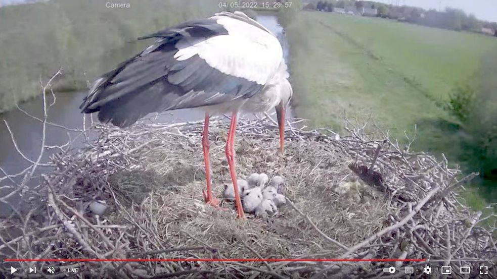 Mittlerweile sind vier Küken im Storchennest in Großefehn erkennbar. Eines davon ist aber deutlich kleiner und verfing sich am Mittwoch in der Eierschale. Foto: Screenshot Webcam Lienemann