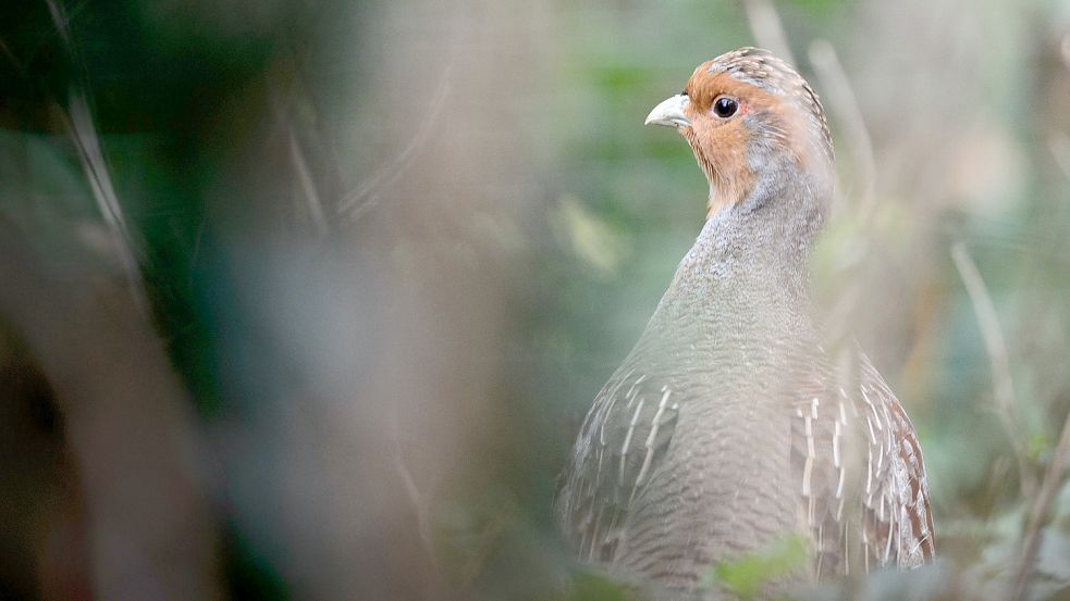 Rebhühner sind aus Ostfriesland fast verschwunden – nur in der Ihlower Blitz-Niederung sowie in Neßmersiel gibt es laut der Ökologischen Nabu-Station noch Tiere dieser Art. Foto: DPA