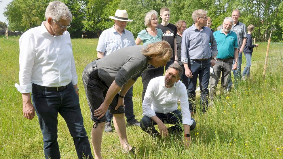 Umweltminister Olaf Lies schaut sich die einzelnen Bestandteile der Insektenwiese aus der Nähe an. Foto: Kim Hüsing