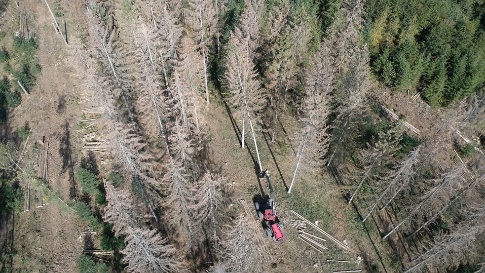 Tote Fichten im Wald: Sie wurden Opfer von Dürre und Borkenkäfer. Auch dieses Jahr könnte das Ungeziefer den Bäumen wieder übermäßig zum Problem werden, sagt der Präsident der Forstwirtschaft, Georg Schirmbeck, im Interview. Foto: Thomas Frey/dpa