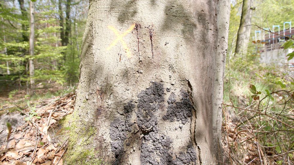 Der Brandkrustenpilz hat diese Buche an der Moltkebahn befallen. Im Hintergrund ist der Anbau des Landwirtschaftlichen Hauptvereins zu sehen. Foto: Landesforsten/Schmidt