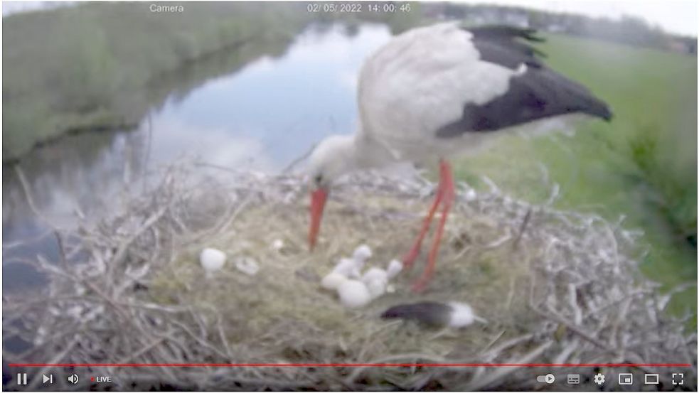 Durch die Köpfchen lassen sich die beiden geschlüpften Küken im Großefehntjer Storchennest erkennen. Screenshot: Webcam Lienemann