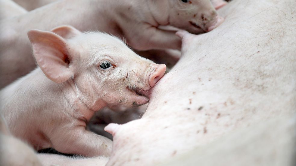 Ferkel im Sauenstall: Deutschlands größter Schweinehalter, die LFD Holding, schlägt eine Art Ausstiegsprämie für Schweinehalter vor, die gegen eine Geldzahlung weniger Schweine halten. Foto: Michael Gründel