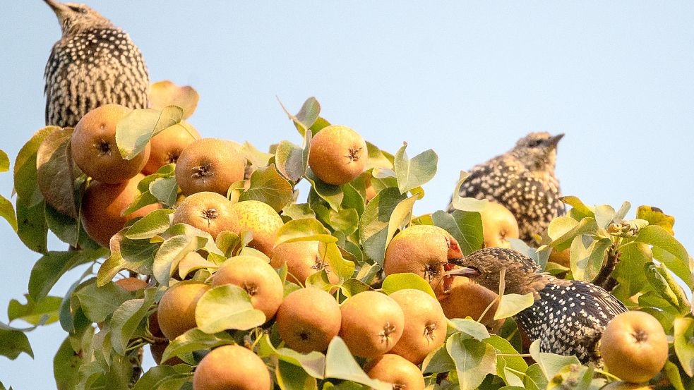 Stare in einem Apfelbaum. Foto: DPA