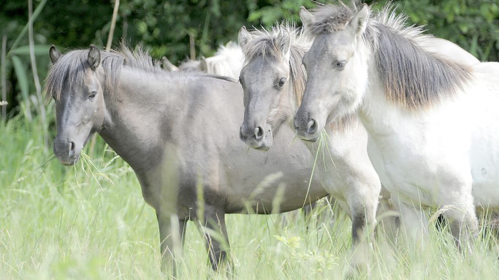 Koniks grasen auf einer Weide. Auch im Hessepark gibt es eine Herde. Foto: DPA