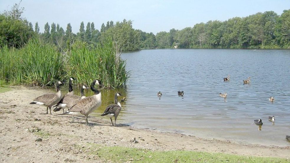 Auch Wasservögel wie Gänse und Enten sind am Kiessee am Tjücher Moortun in Marienhafe heimisch. Foto: privat