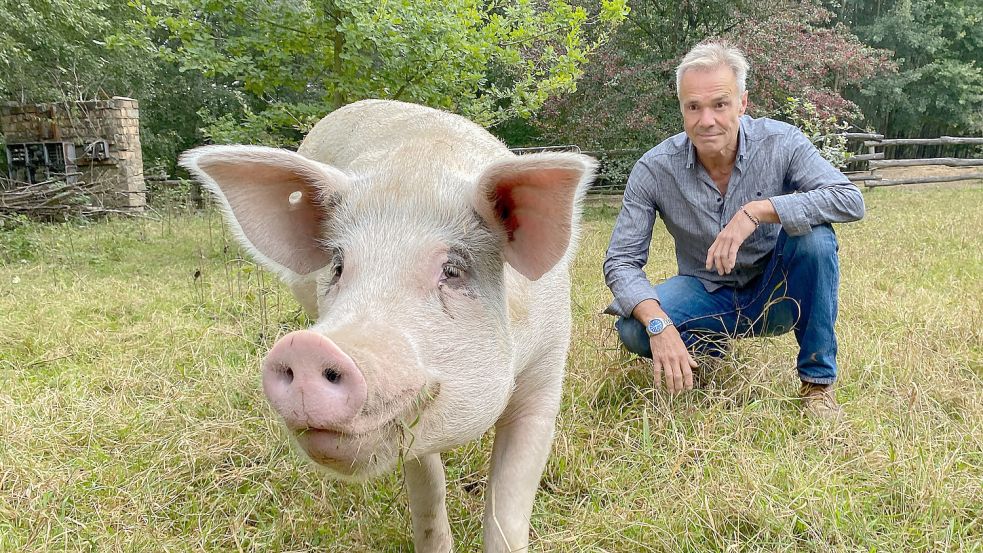 Hannes Jaenicke: Im Einsatz für das Schwein Foto: ZDF/Markus Strobel