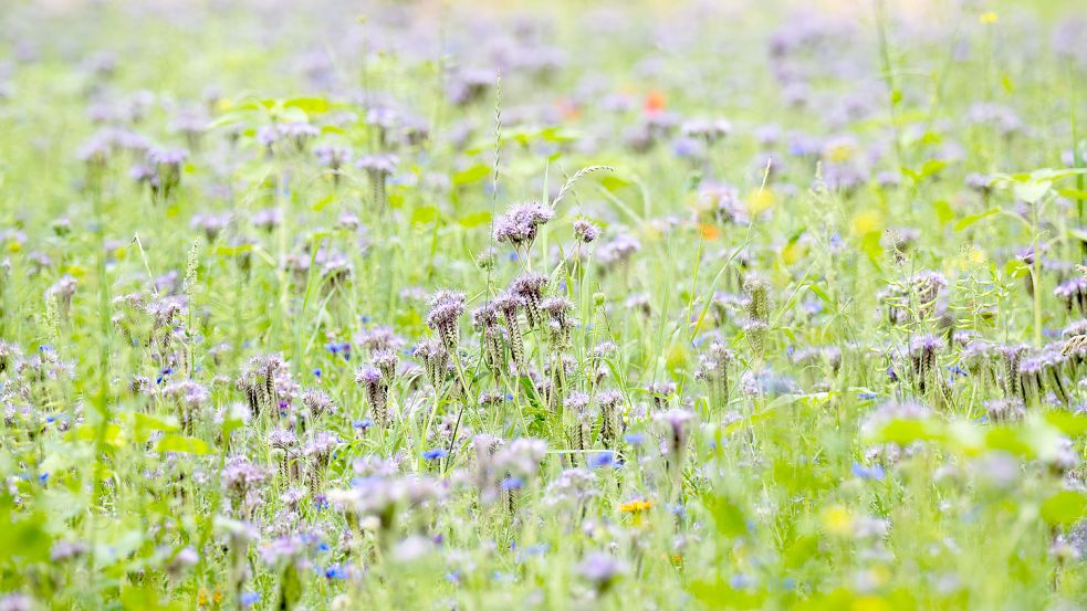 Blühwiesen bieten Insekten Lebensraum und Nahrungsquellen. Foto: DPA