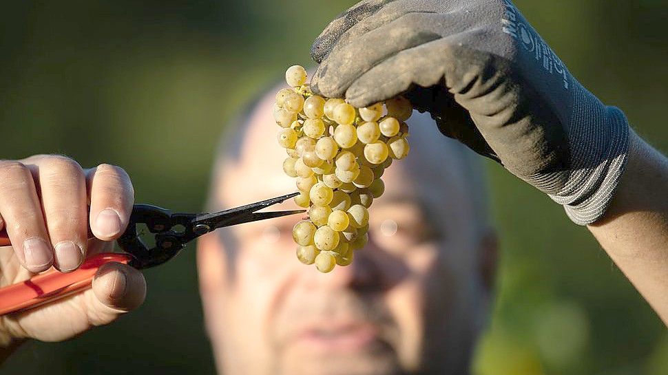 Gefährdet der Mindestlohn von zwölf Euro den Weinanbau in Deutschland? Das befürchtet zumindest der Bauernverband. Foto: picture alliance/dpa