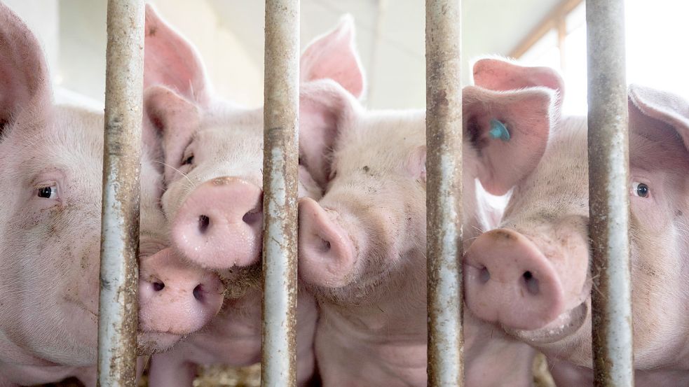 Während innerhalb der Ampel-Koalition über die Tierhaltung gestritten wird, durchleben die Schweinehalter die größte Krise seit Jahrzehnten. So geht das nicht weiter, findet Bauernpräsident Joachim Rukwied. Foto: Marijan Murat/dpa