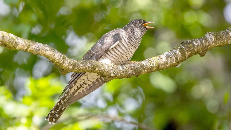 Der Kuckuck ist an seinem markanten Ruf leicht zu erkennen. Er ist durch den Klimawandel besonders gefährdet. Foto: DPA