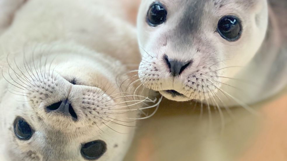 Die Seehunde Jupp und Franz sind die ersten Heuler, die in dieser Saison in der Seehundstation Norddeich aufgenommen wurden. Foto: Seehundstation Norddeich