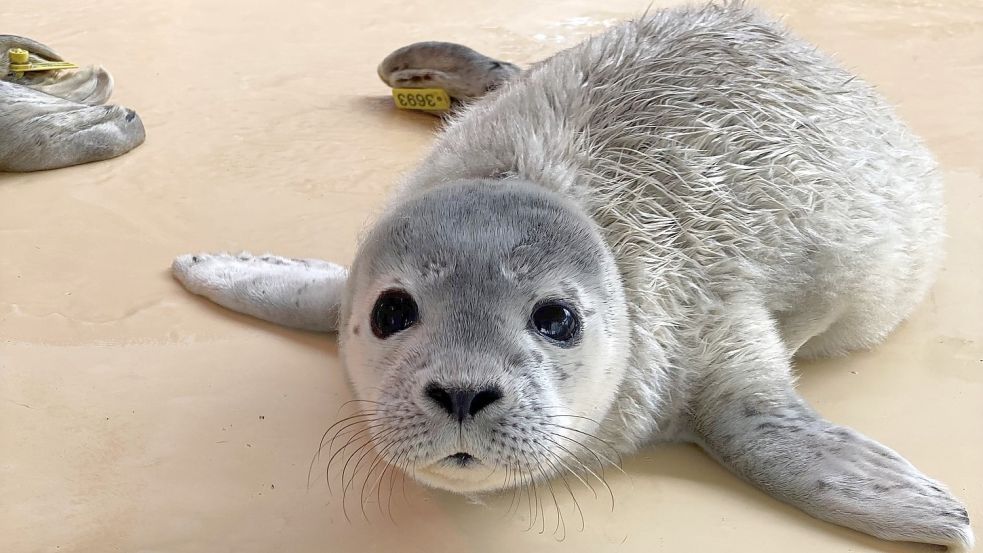 Spaziergänger fanden Franz am 15. Juni auf Norderney. Foto: Seehundstation Norddeich