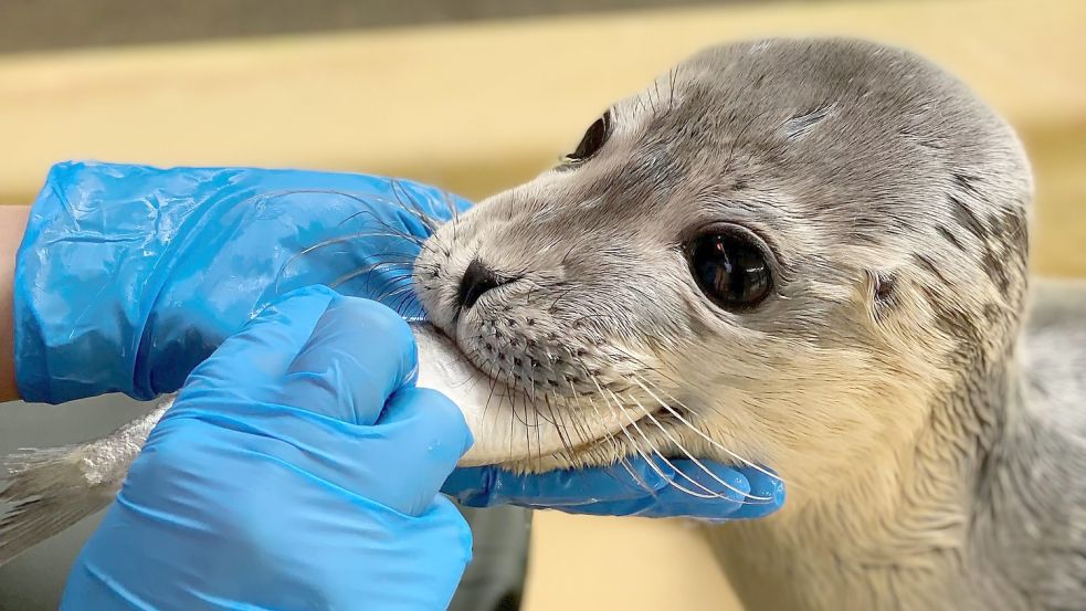 Jupp wird gefüttert. Foto: Seehundstation Norddeich