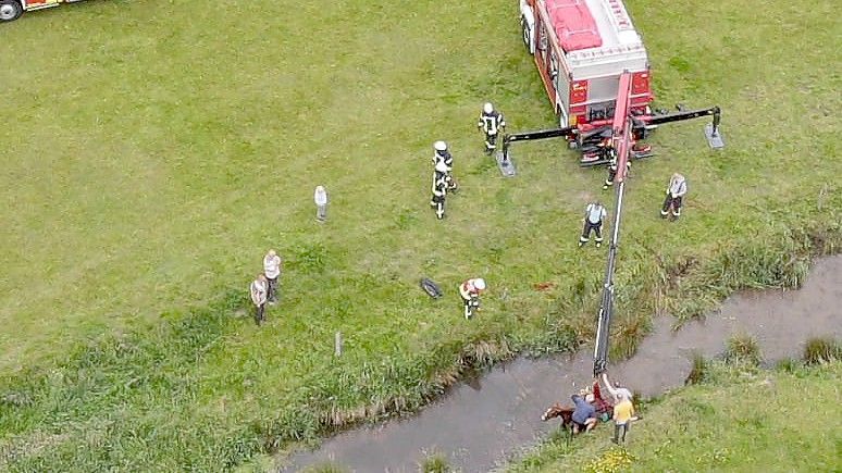 Die Feuerwehr rette das Tier aus einem Graben. Bild: Feuerwehr