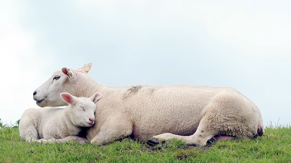 Ein Lamm kuschelt im April 2014 auf dem Emsdeich mit seiner Mutter. Nun sind 14 Mutterschafe und 18 Lämmer vom Emsdeich in Moormerland gestohlen worden. Foto: DPA