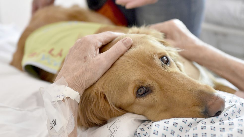 Eine Therapiehündin liegt auf dem Bett eines Patienten in einem Krankenhaus. In Großefehn sollen solche Hunde von der Hundesteuer befreit werden – ebenso wie Jagdhunde. Foto: DPA
