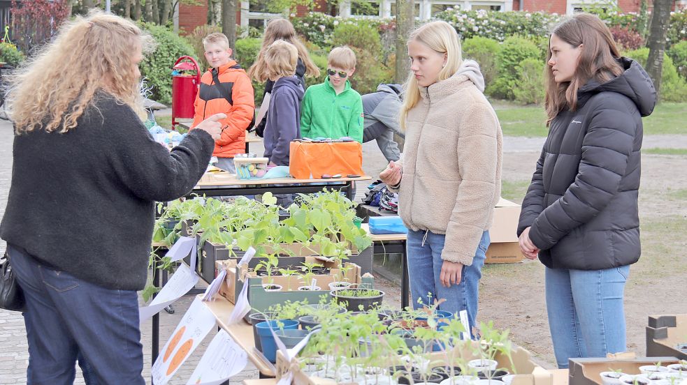 Auch Pflanzen, die von einer Klasse gezogen worden waren, gab es zu kaufen. Foto: Heino Hermanns