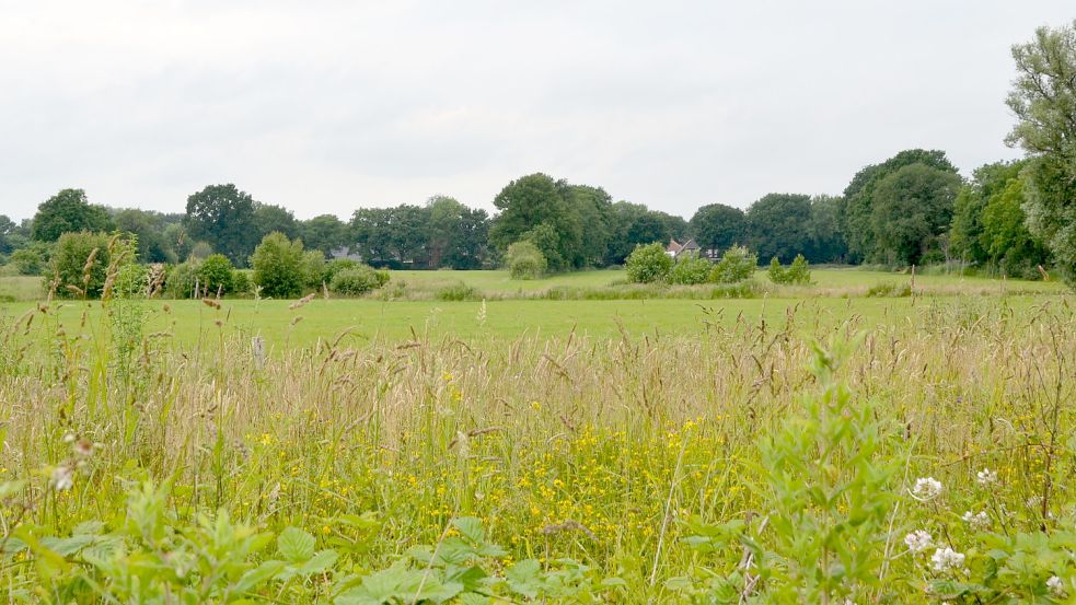 An der Leerer Landstraße in Aurich soll ein neues Baugebiet entstehen. Das Projekt ist aber umstritten. Foto: Aiko Recke