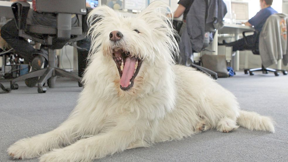 Hunde sind nicht nur süß, sie fördern sogar die Produktivität im Beruf. Foto: dpa/Uwe Anspach